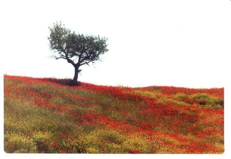 albero e papaveri